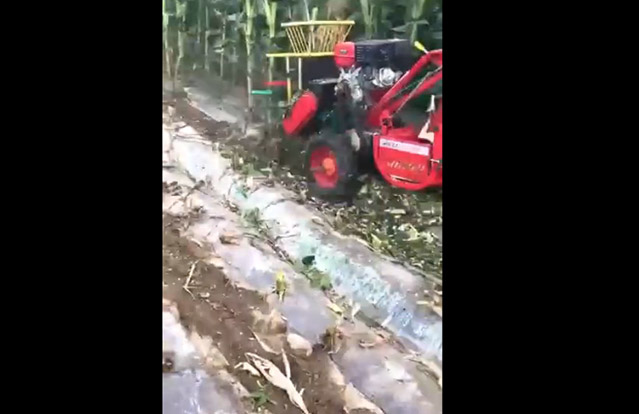 玉米收获机工作