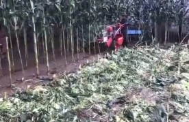 玉米收获机工作过程